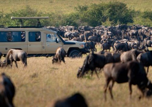 La gran migración de Tanzania a Kenia
