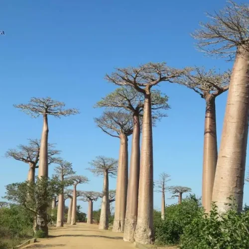 Viajes a Madagascar