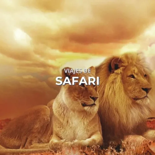 Viajes de safari