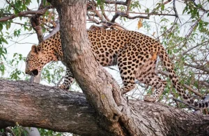 Botswana y Namibia