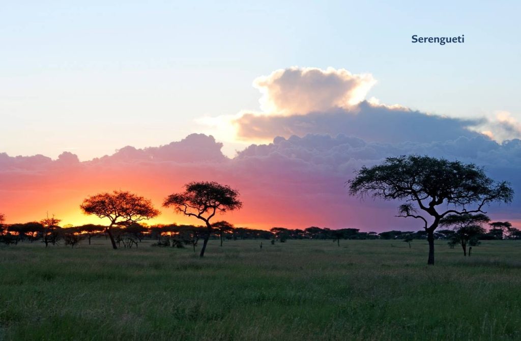 Gran migración en Serengueti