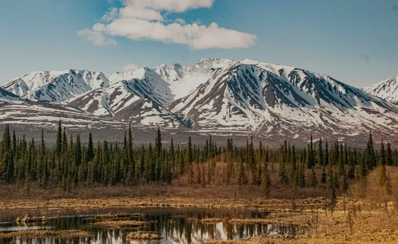 Paisaje de Alaska con bosque boreal y montañas nevadas al fondo