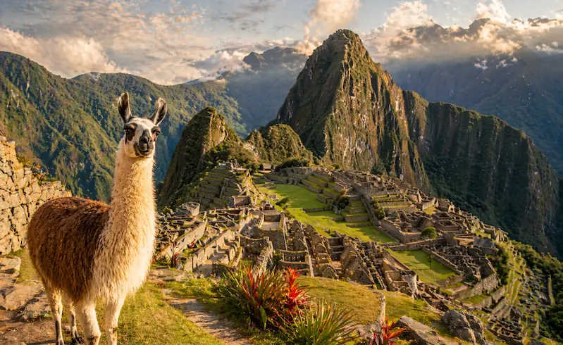 Llama con Machu Picchu y montañas andinas al fondo en Sudamérica