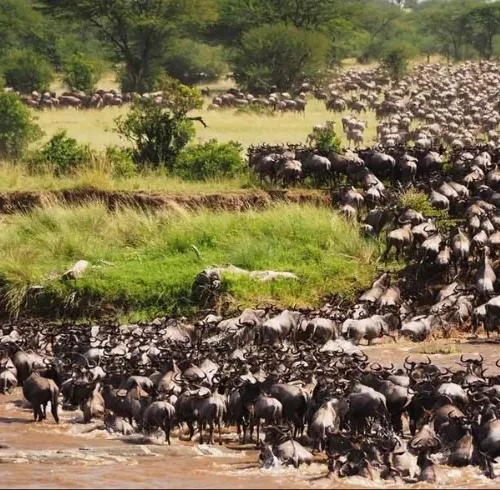 Manada de ñus cruzando el río en La Gran Migración