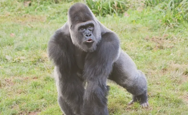 Gorila de montaña en Uganda