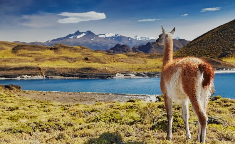 Guanaco en paisaje de montaña de la Patagonia chilena