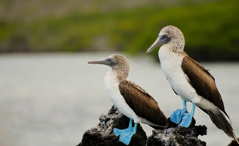Piqueros de patas azules en las Islas Galápagos de Ecuador