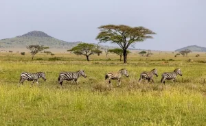 Manada de cebras en la sabana del Serengueti