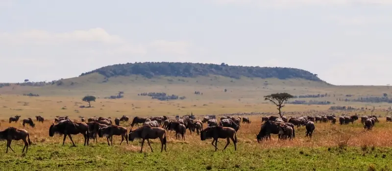 Manada de ñus en las llanuras del Serengueti