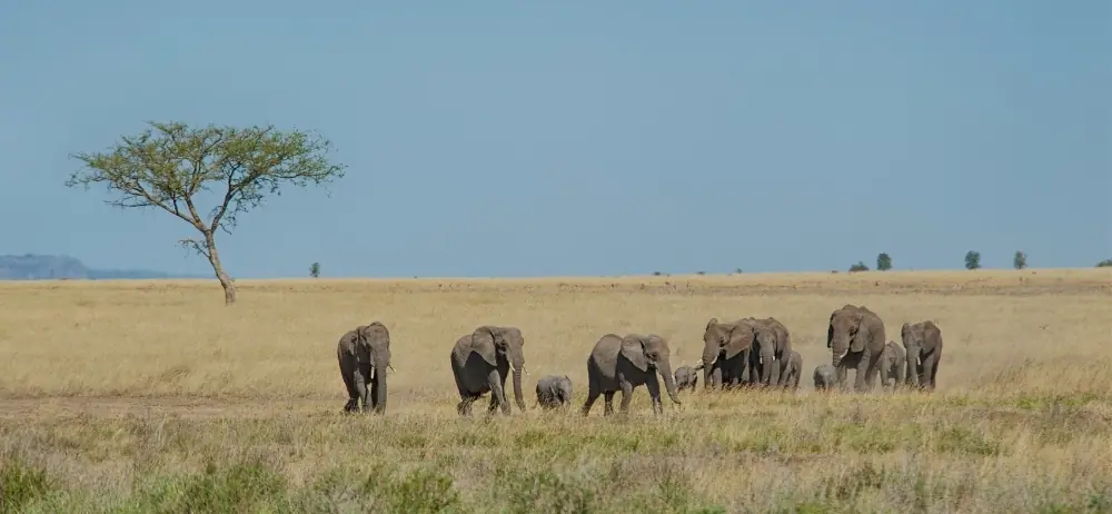 Safari en Tanzania con elefantes en la sabana y paisaje africano abierto
