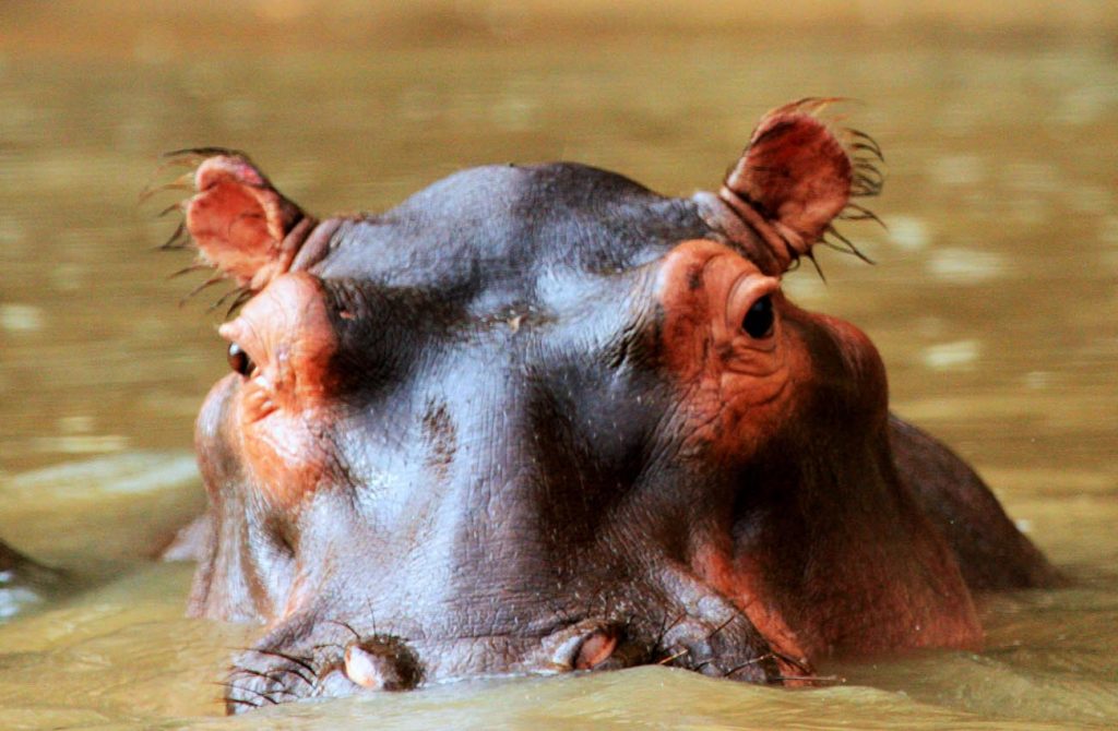 Del Serengueti a Zanzíbar