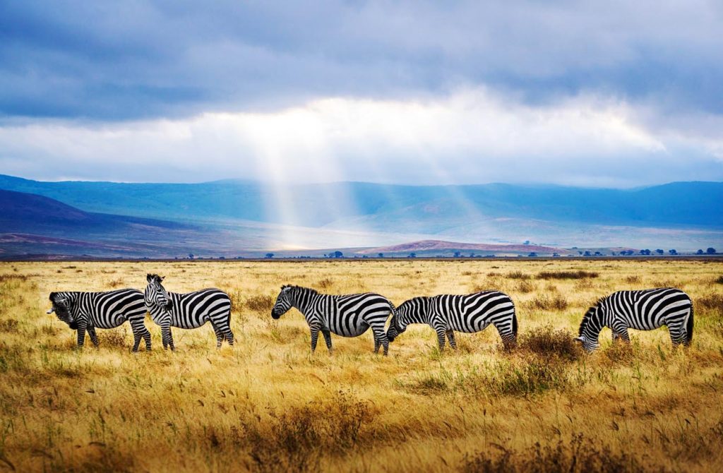 Del Serengueti a Zanzíbar