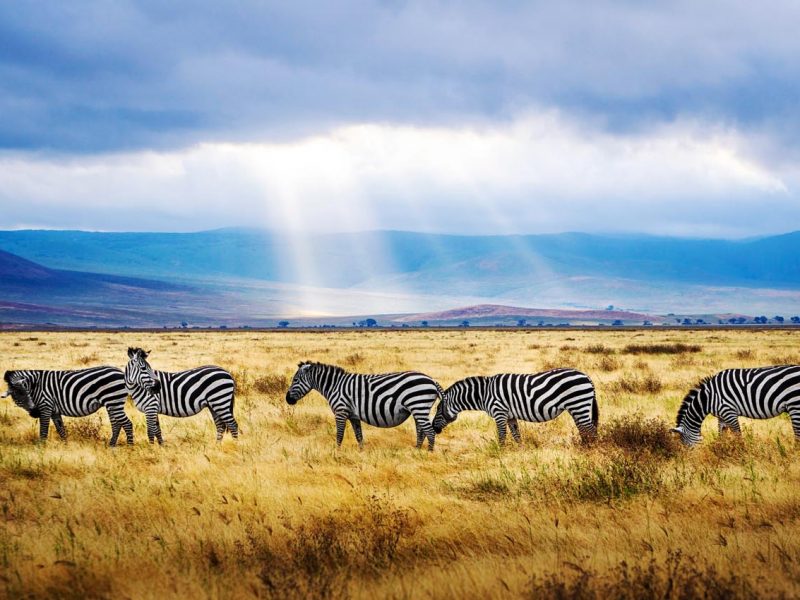 Del Serengueti a Zanzíbar