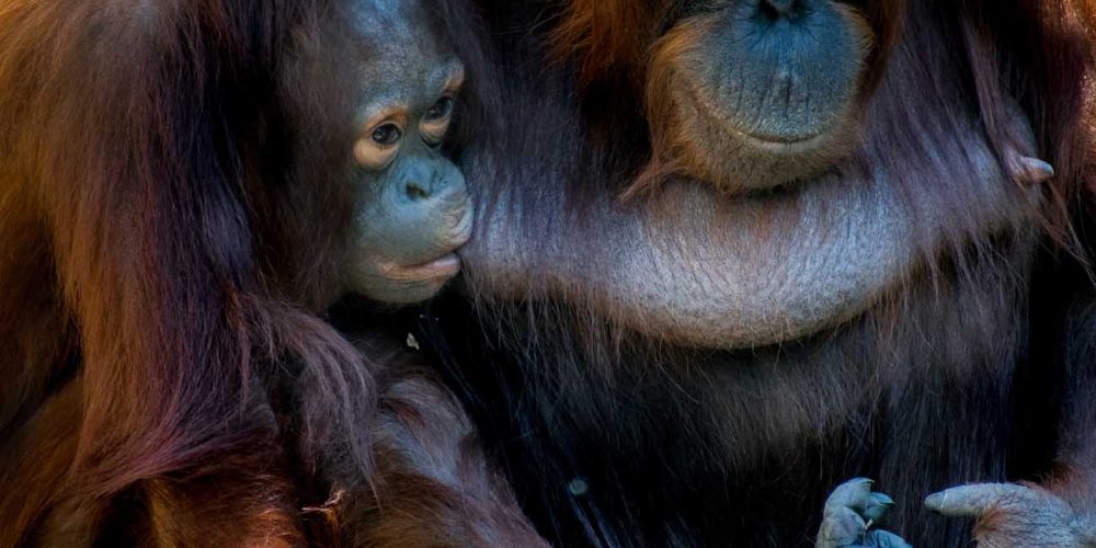 Viaje a Indonesia Salvaje