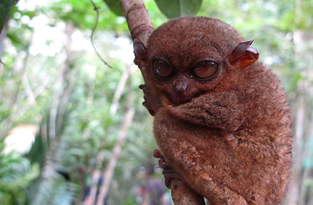 Luna de miel en Filipinas