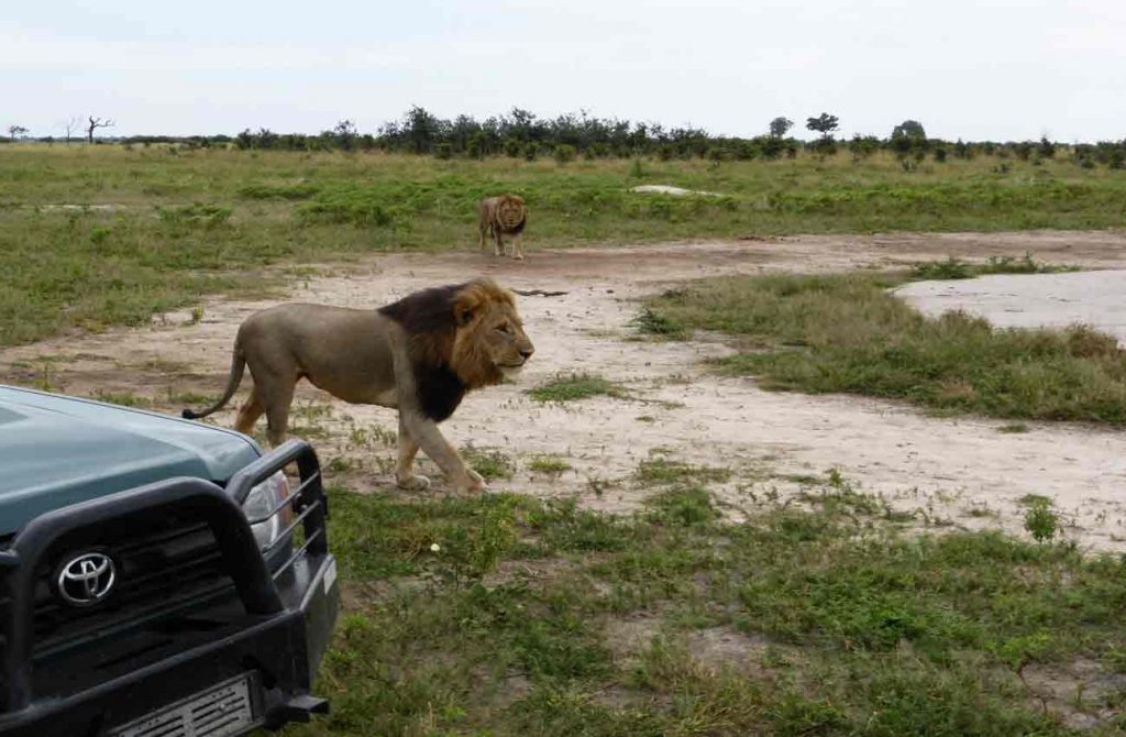 Safari Botswana y Cataratas Victoria