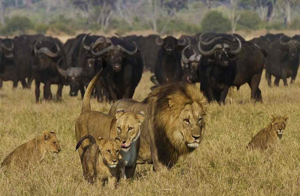 Safari Botswana y Cataratas Victoria