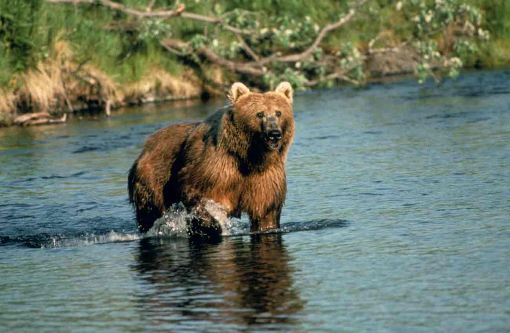 Explorando Alaska en libertad