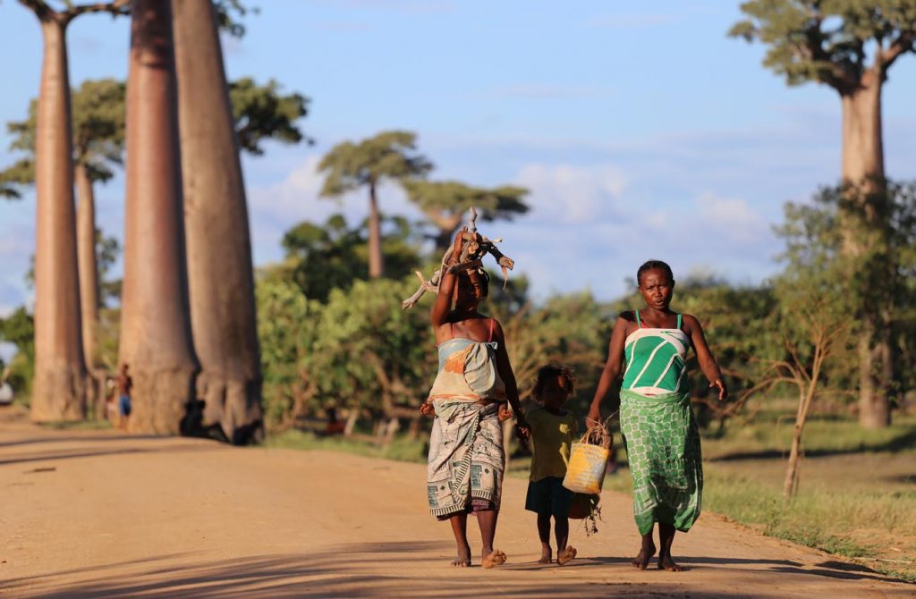Madagascar tsingys lemures y baobabs