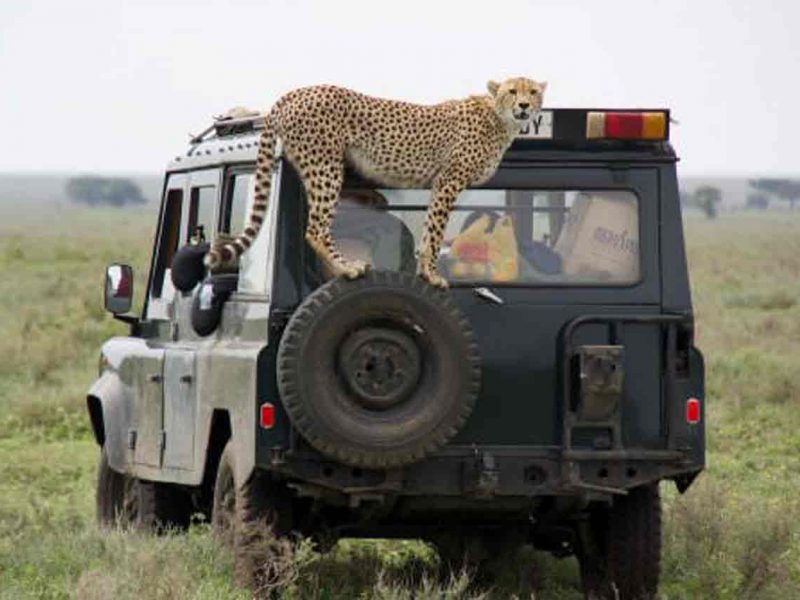 Safari en Tanzania y Zanzíbar