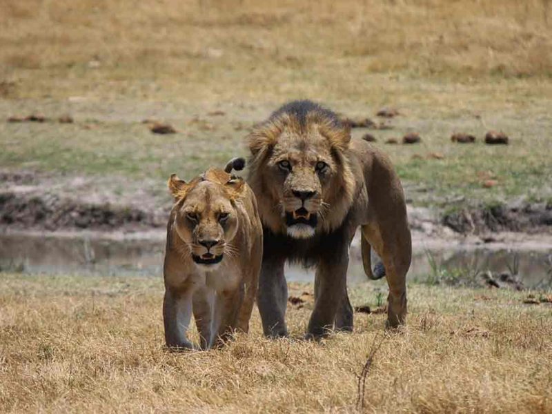 Safari en Tanzania y Zanzíbar