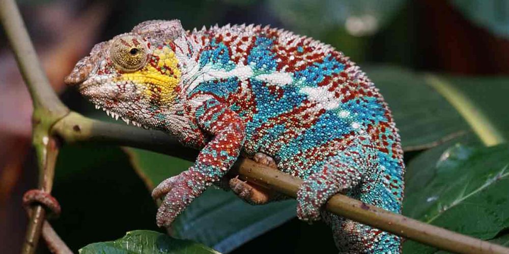 Madagascar e Isla Mauricio