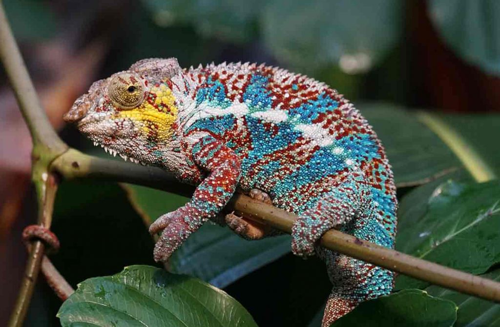 Madagascar e Isla Mauricio