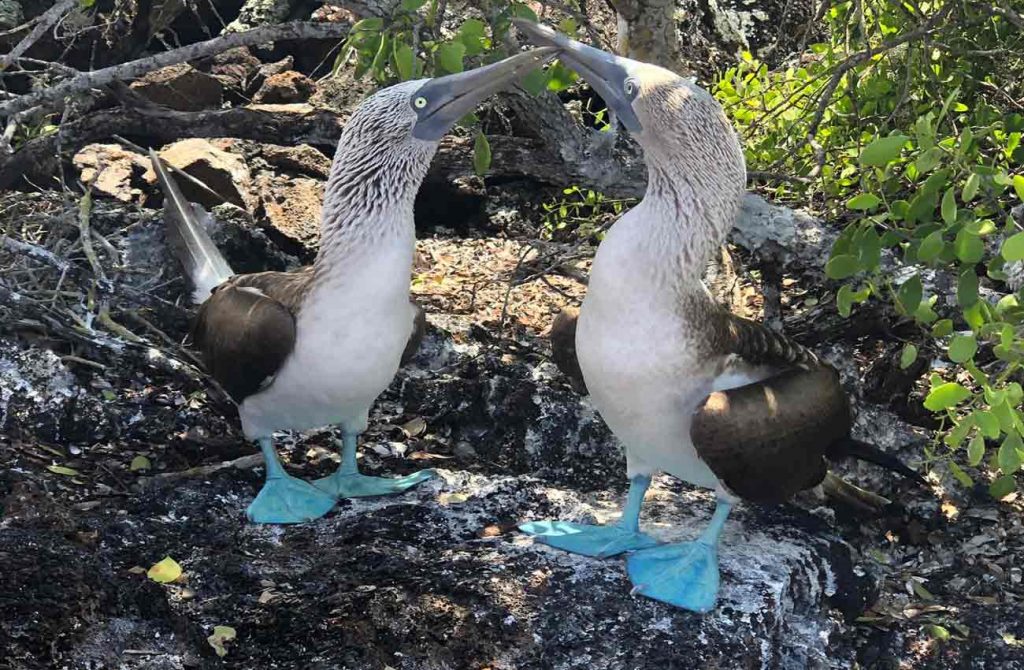 Encantos de las Islas Galápagos