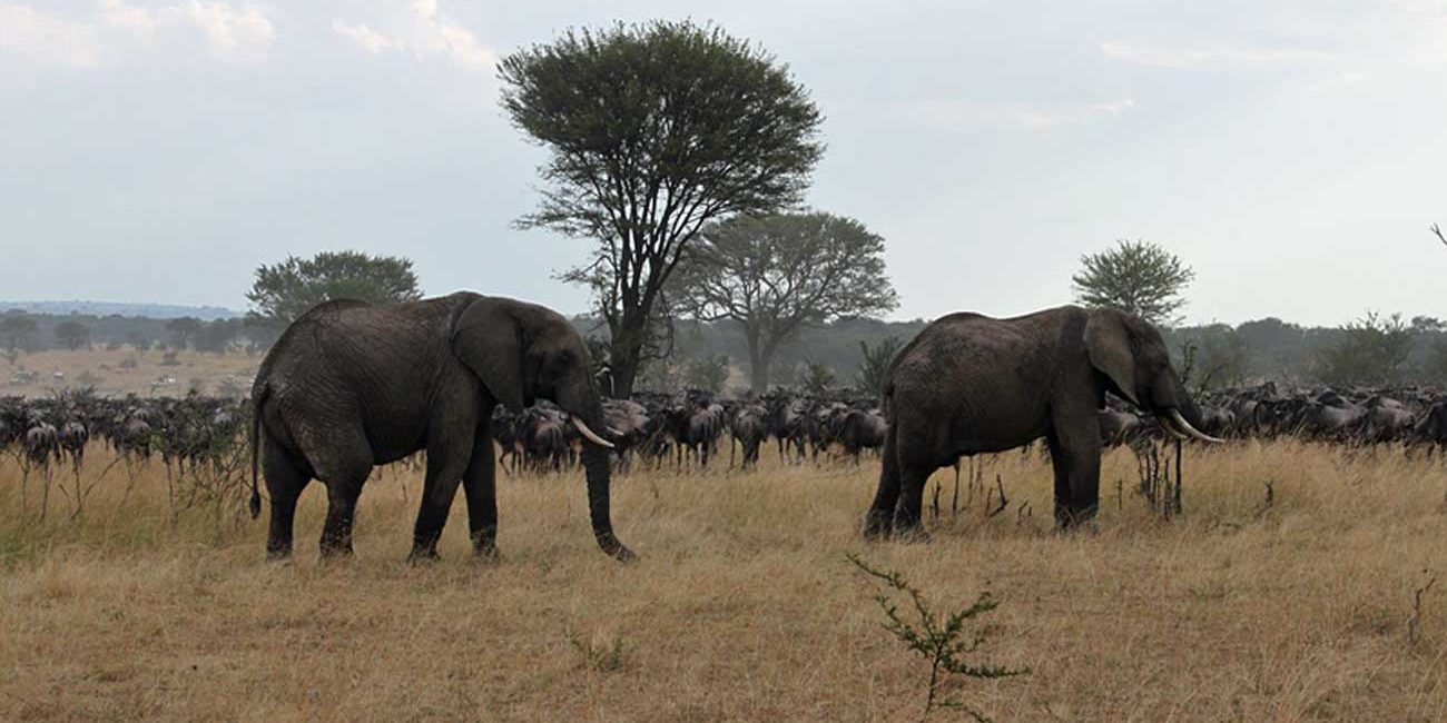 La Gran Migración de Tanzania a Kenia