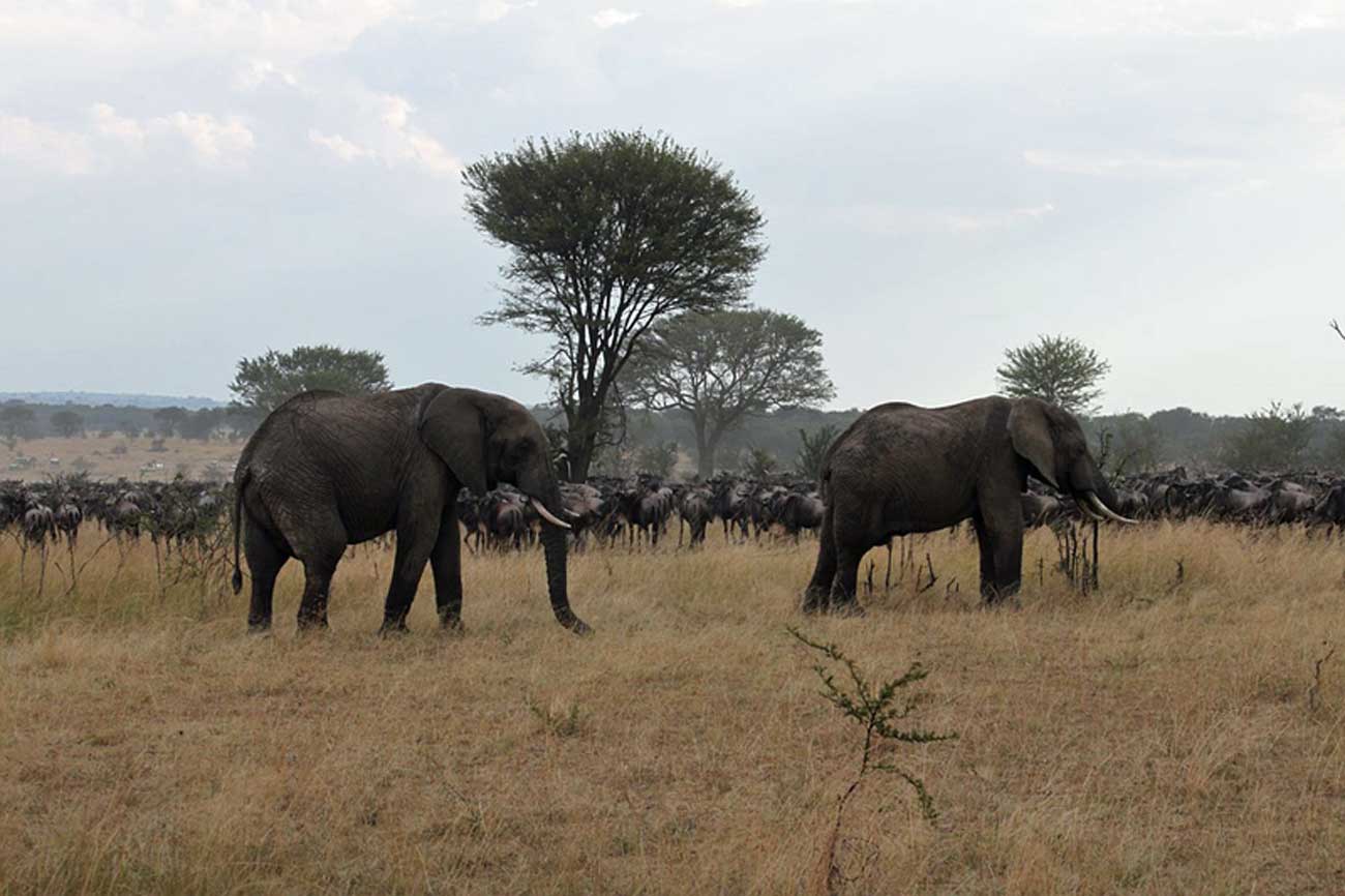 La Gran Migración de Tanzania a Kenia