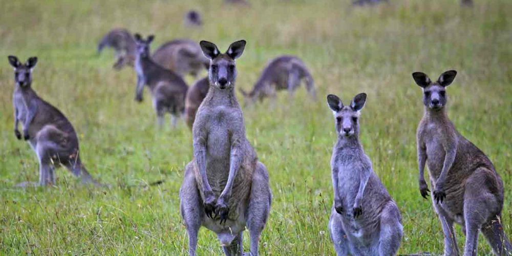 Maravillas de Australia y Nueva Zelanda