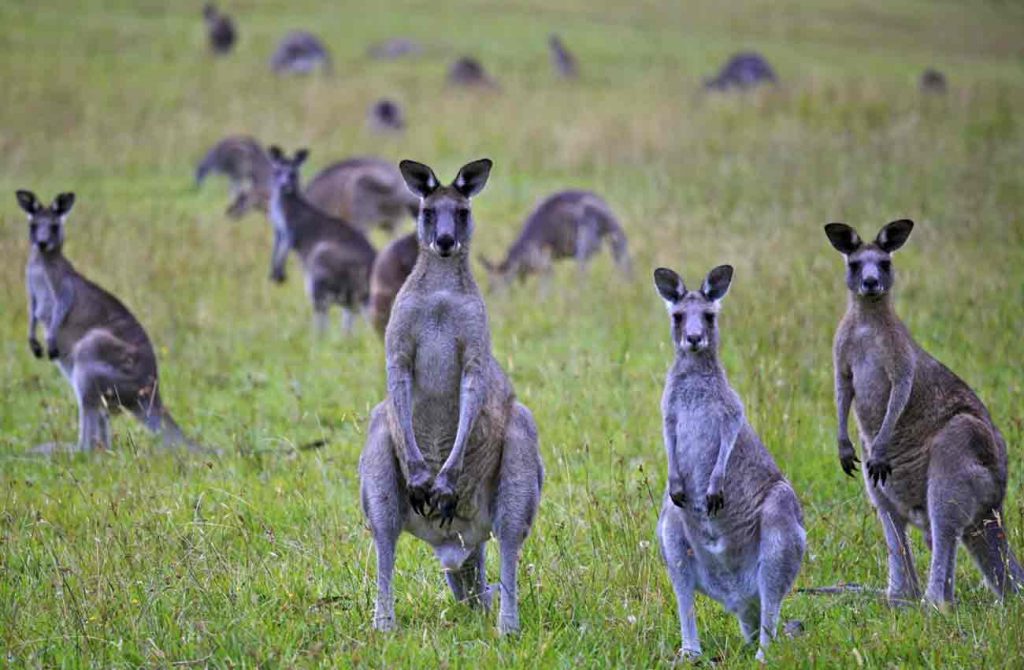 Maravillas de Australia y Nueva Zelanda