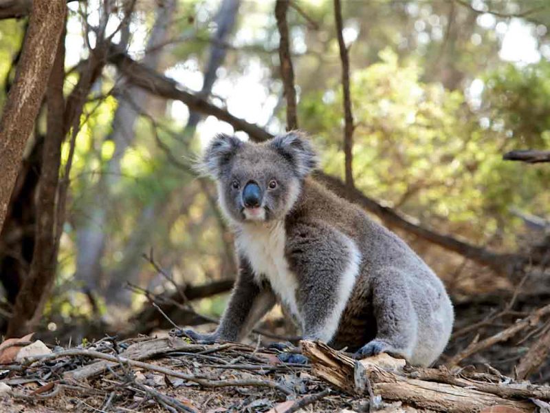 Paisajes y fauna del Sur de Australia