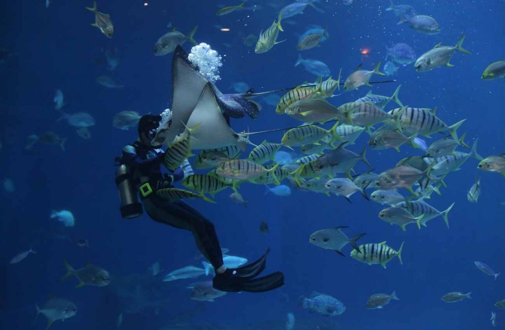 Borneo y buceo en Raja Ampat