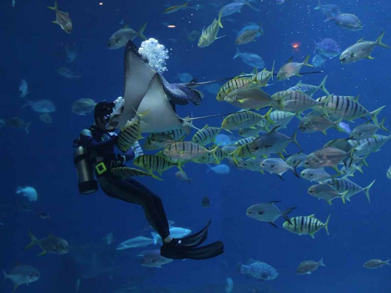 Borneo y buceo en Raja Ampat