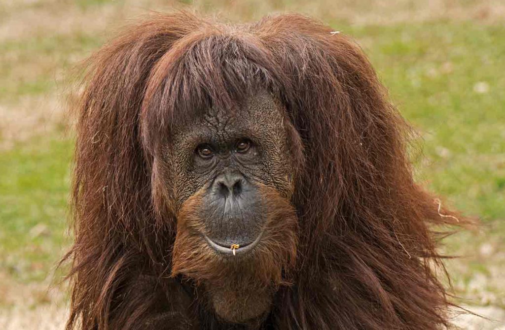 Orangutanes, volcanes y dragones
