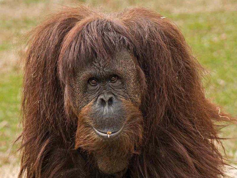 Orangutanes, volcanes y dragones