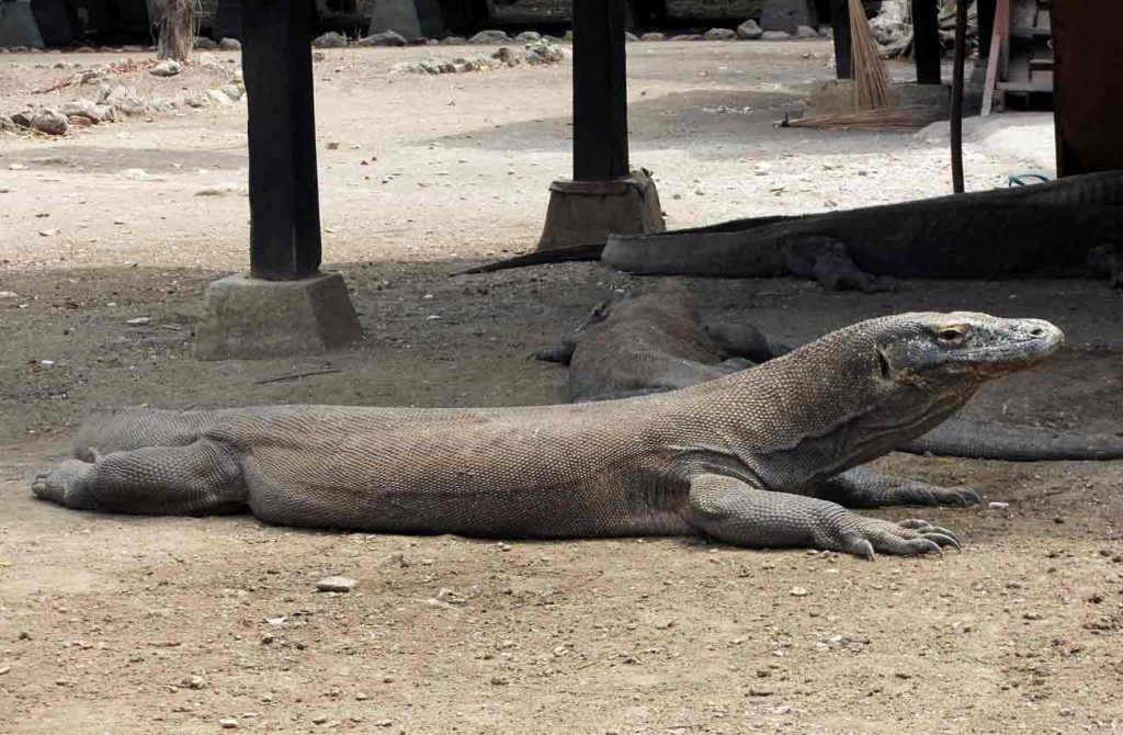 Orangutanes, volcanes y dragones