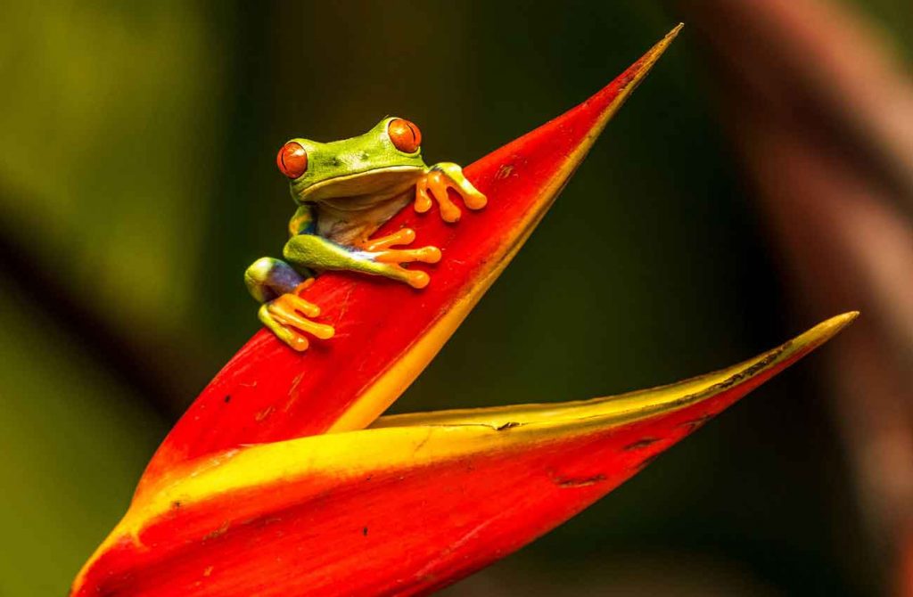 Viaje en coche por Costa Rica