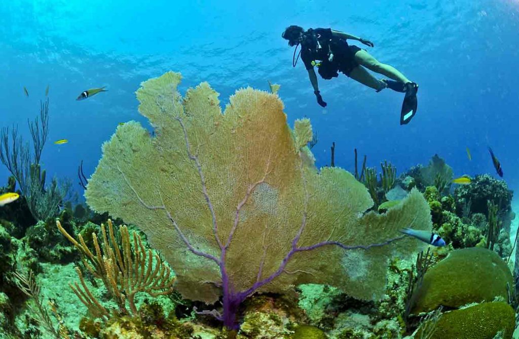 Buceo en Zanzíbar y safari en Tanzania