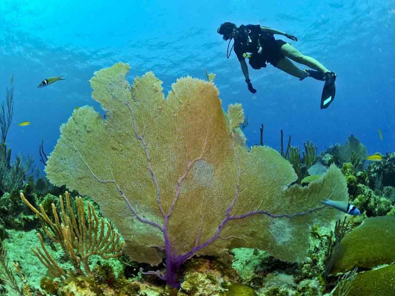 Buceo en Zanzíbar y safari en Tanzania