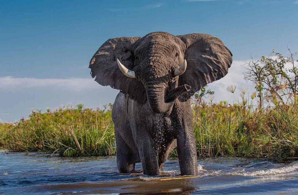Buceo en Zanzíbar y safari en Tanzania