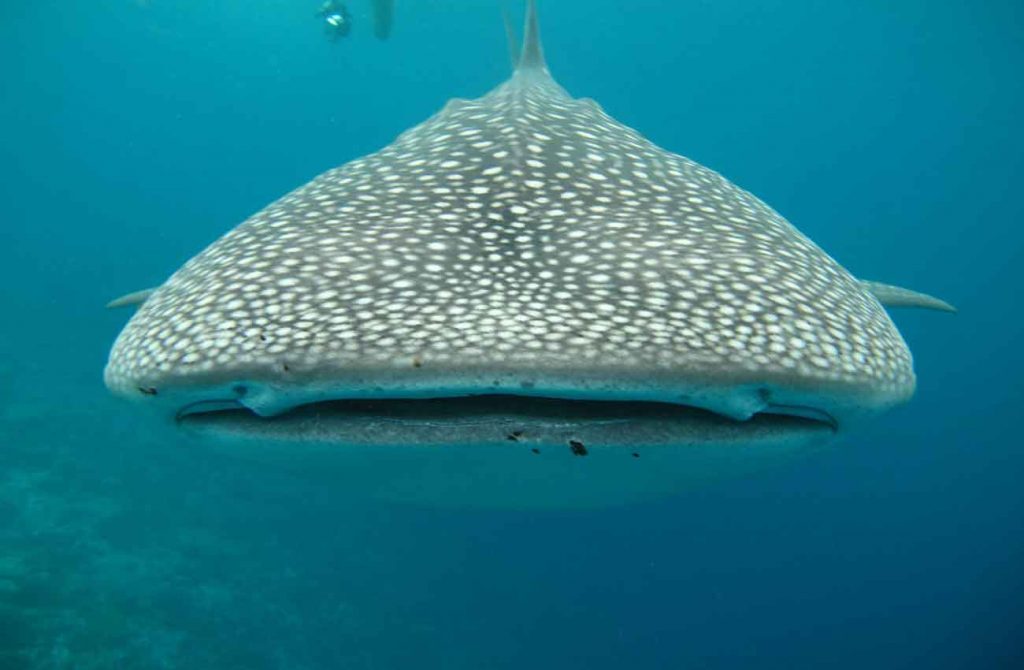 Buceo en Zanzíbar y safari en Tanzania
