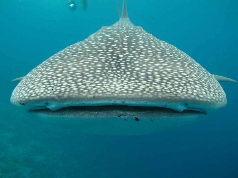 Buceo en Zanzíbar y safari en Tanzania