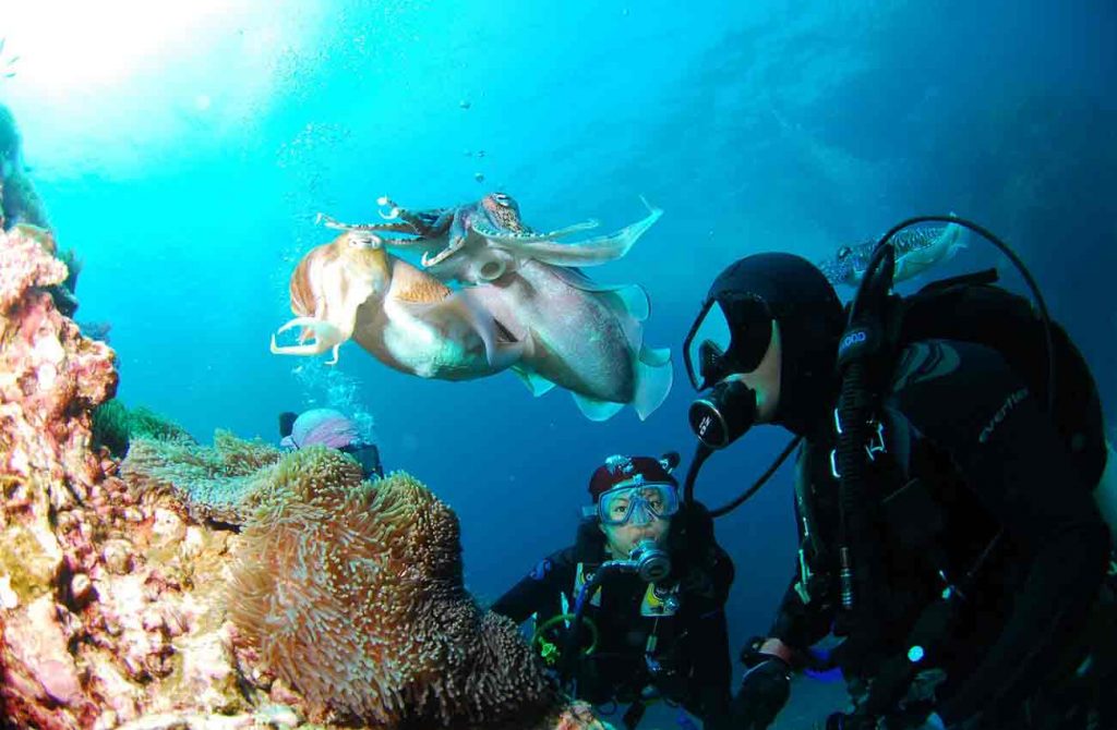 Buceo en Zanzíbar y safaris en los parques de Tanzania