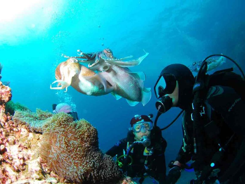 Buceo en Zanzíbar y safaris en los parques de Tanzania