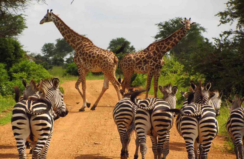 Buceo en Zanzíbar y safaris en los parques de Tanzania