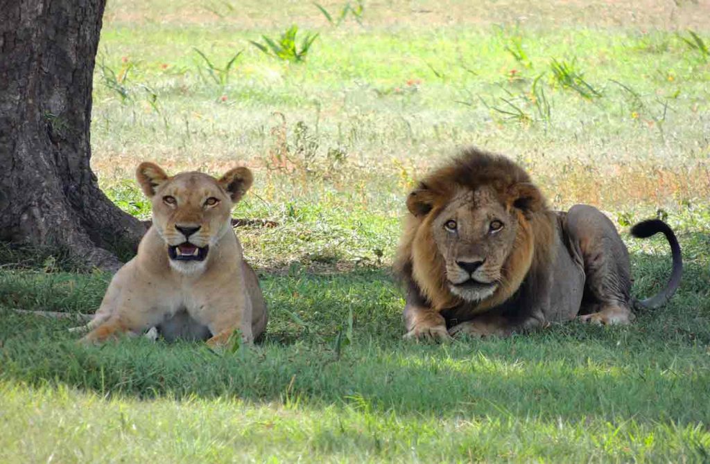 Buceo en Zanzíbar y safaris en los parques de Tanzania