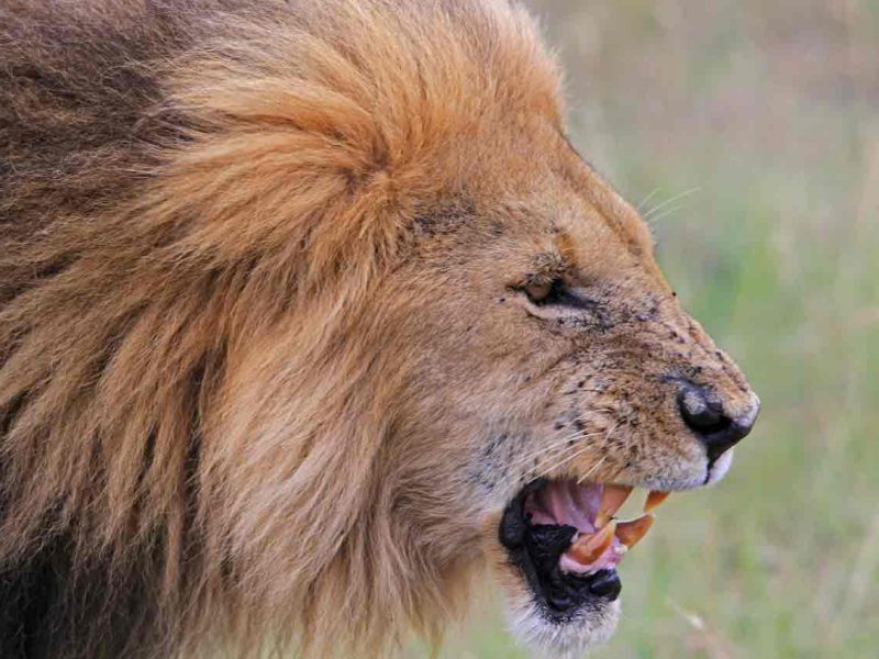 Kenia la Gran Migración