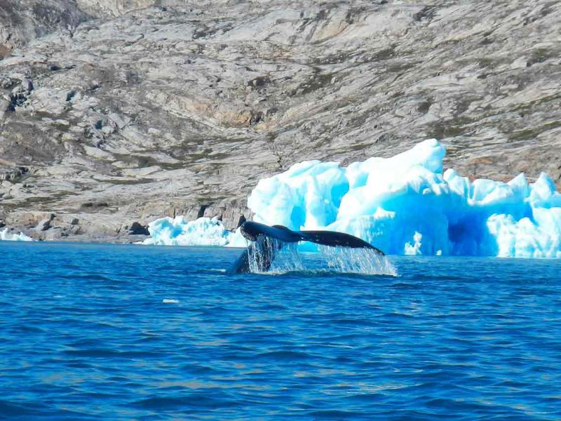 Trekking entre fiordos e icebergs